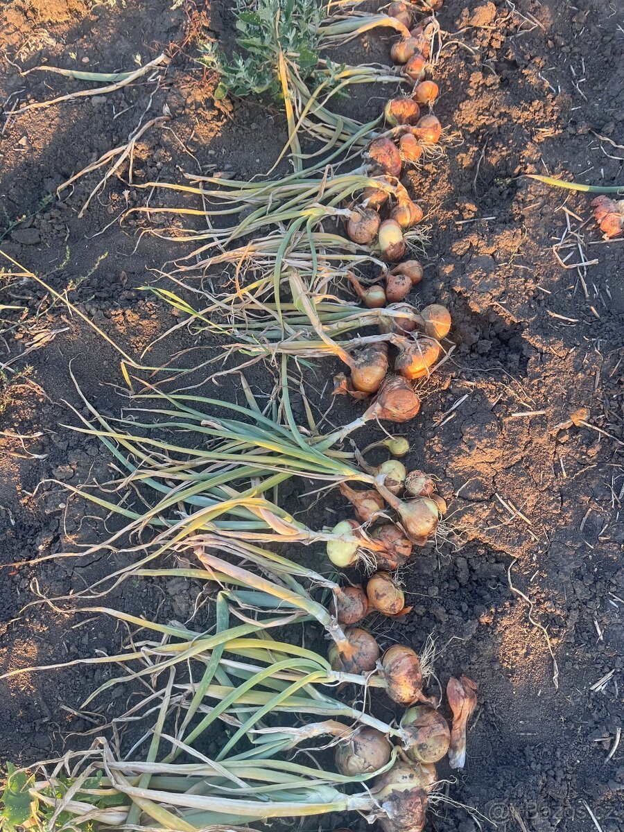 Cibule s natí