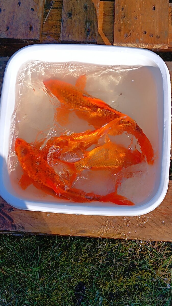 Koi kapři