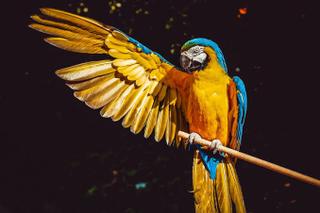 Koupím vejce Ary Ararauny 🦜
