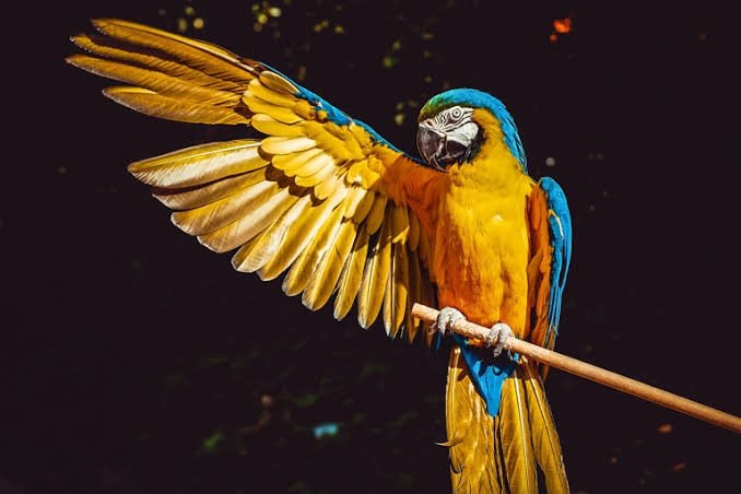 Koupím vejce Ary Ararauny 🦜