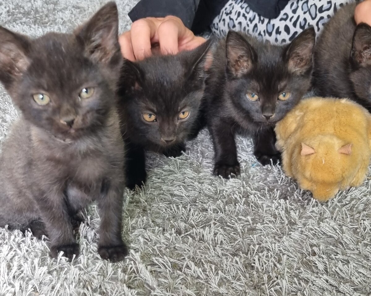 Kotě Britská černá kočka sleva 1.000,-Kč na očkování