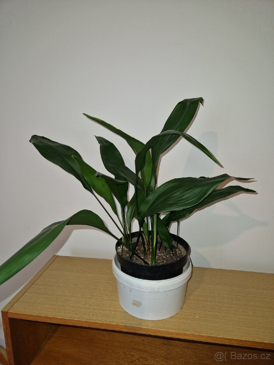 Aspidistra elatior kořenokvětka