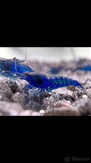 Krevetky Neocaridina (sladkovodní)