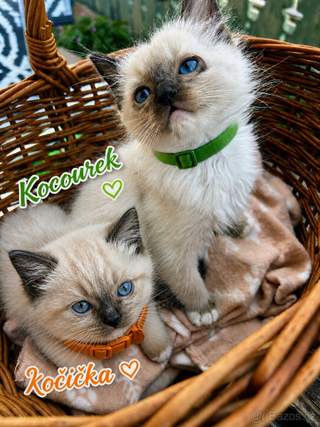 Ragdoll bez pp kocourek a kočička