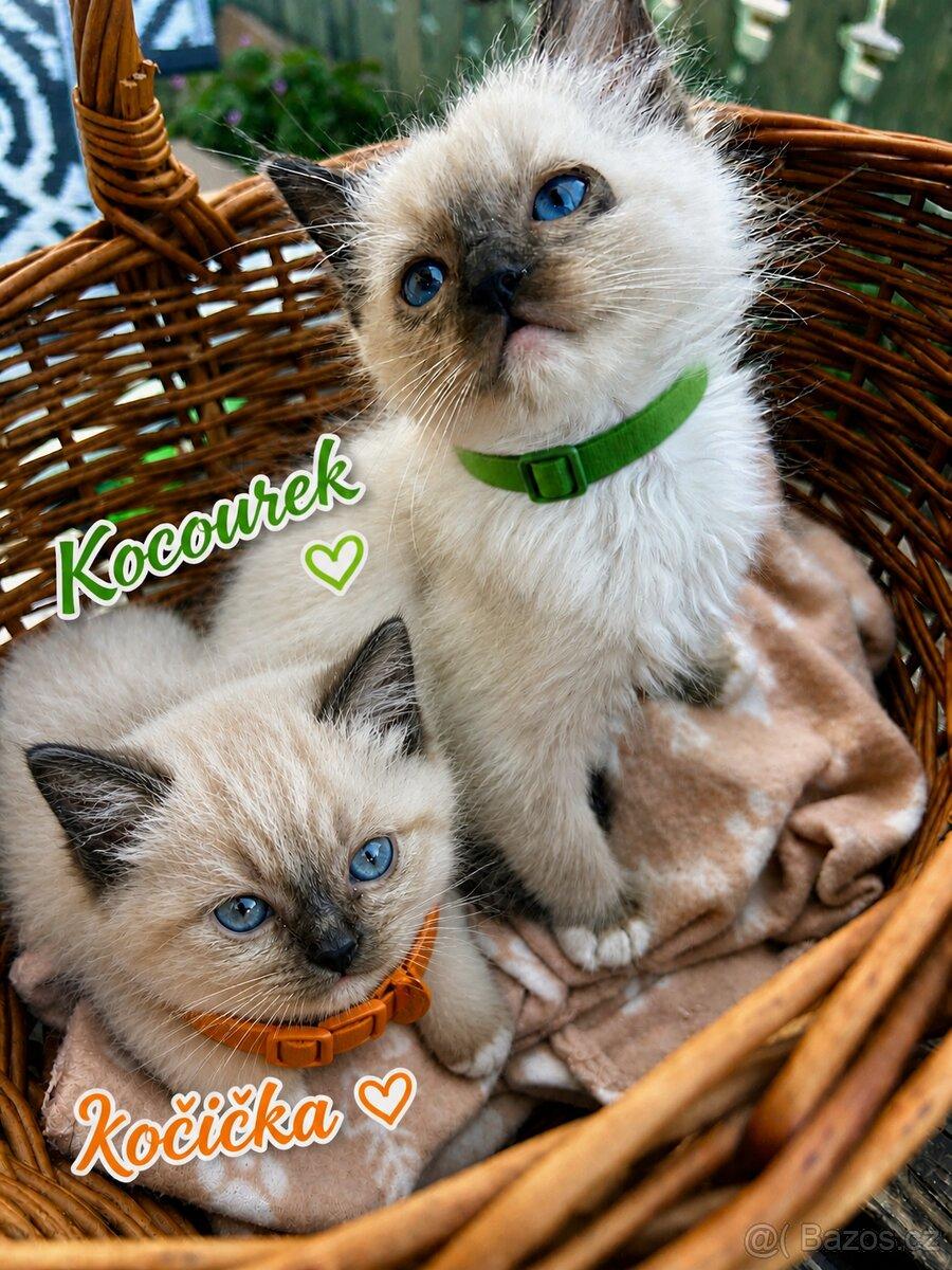 Ragdoll bez pp kocourek a kočička