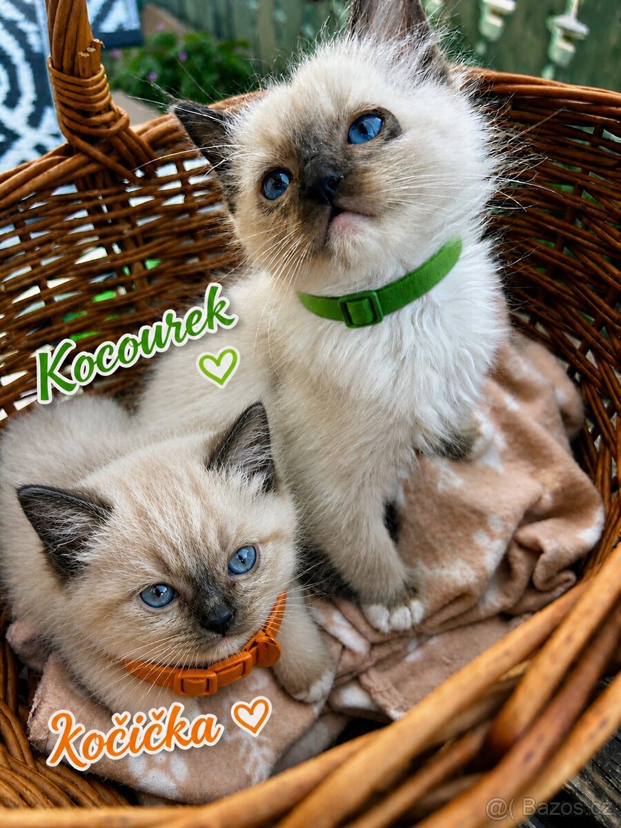 Ragdoll bez pp kocourek a kočička