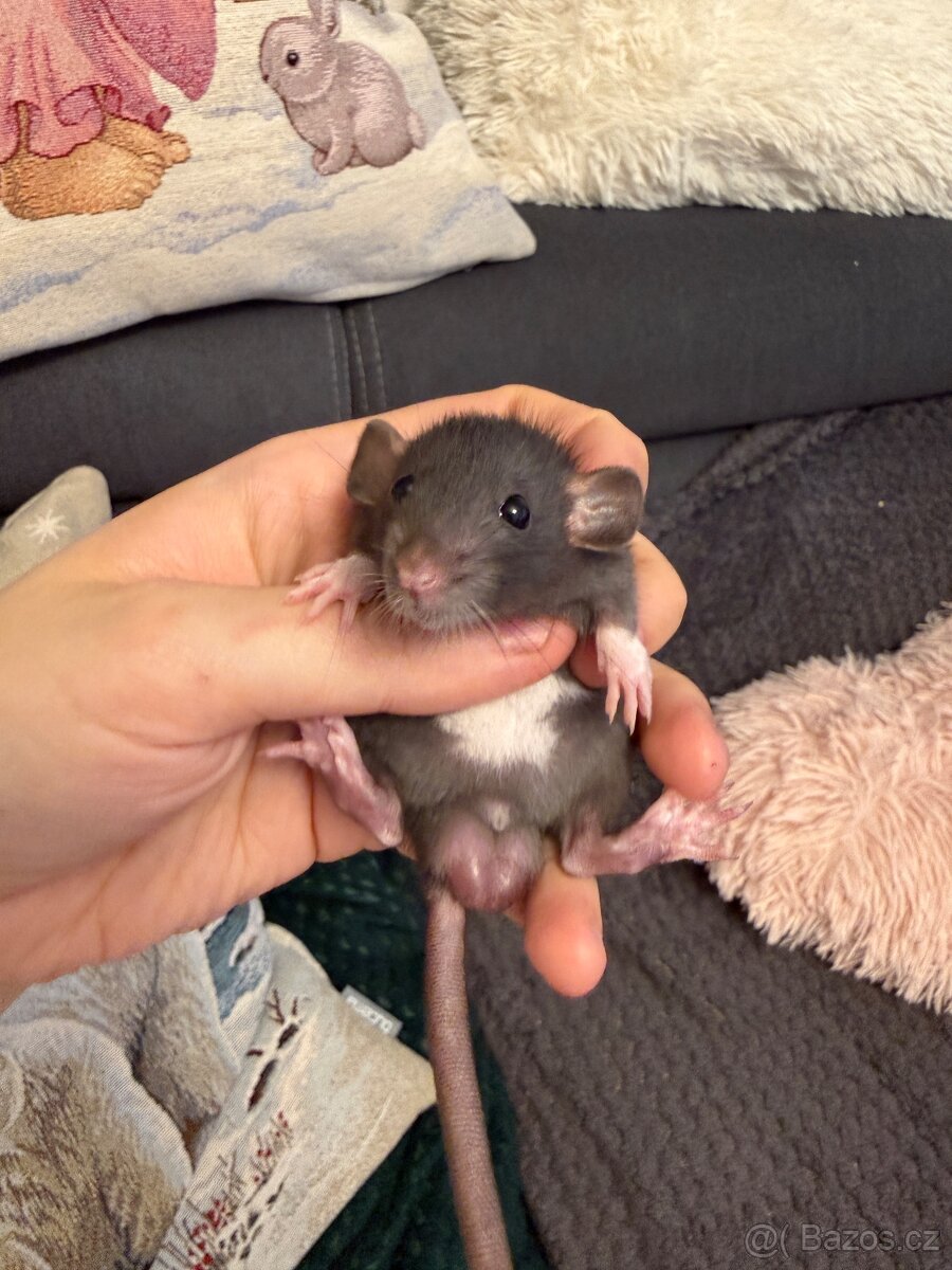 Potkan Dumbo/classic
