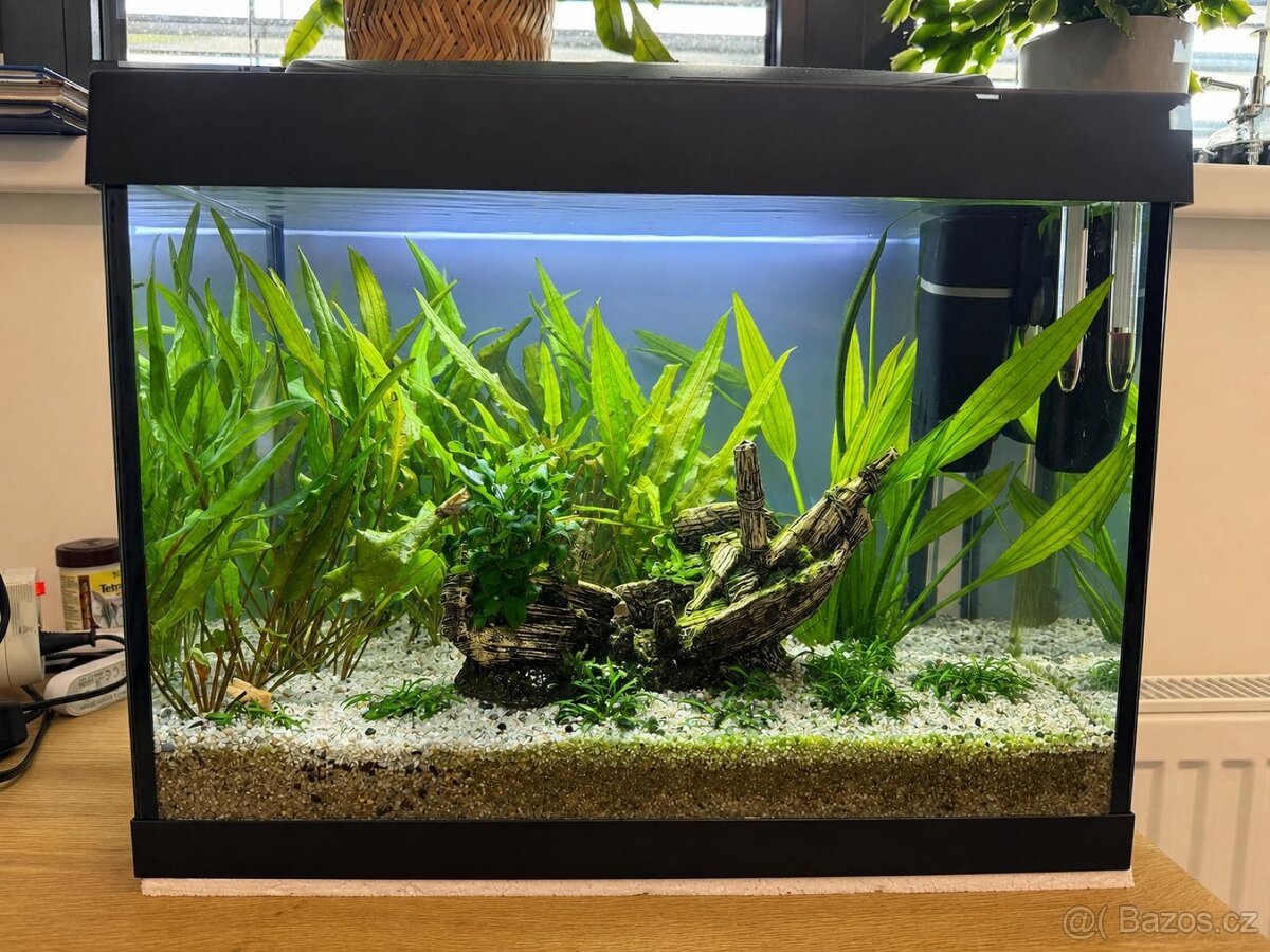 Akvarijní rybičky