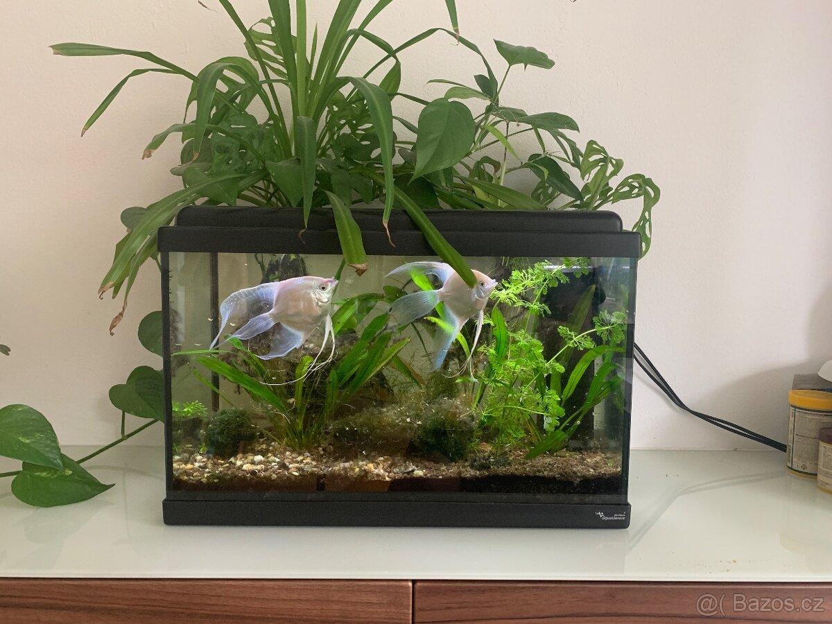 Akvarium AQUATLANTIS 60l –zabehnuté s rybičkami a rastlinamI