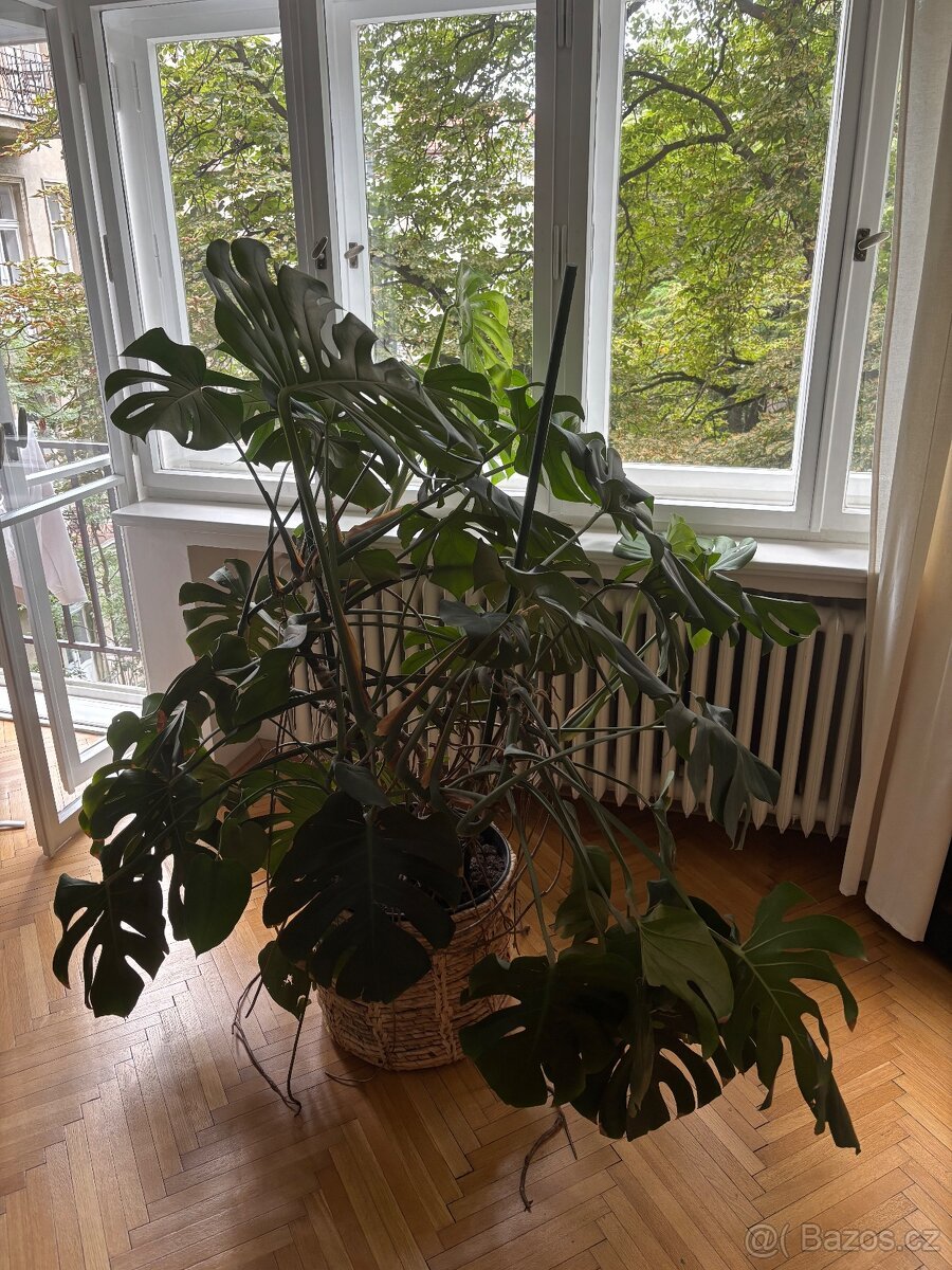Monstera