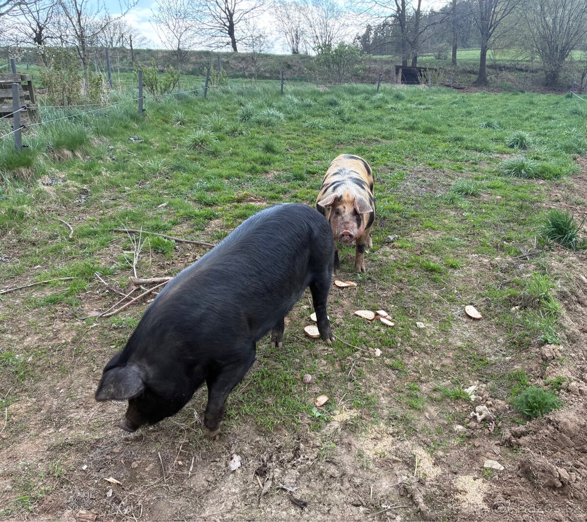 Prase duroc X pietran