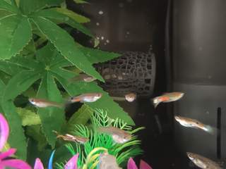 Živorodky Endlerovy - Endlerky