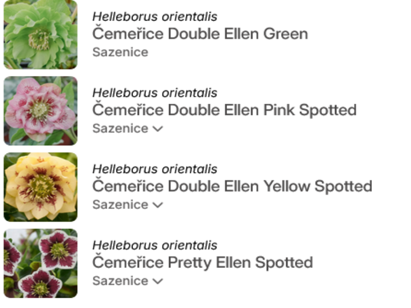 Čemeřice (Helleborus) trvalka