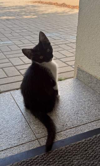 Koťátko kříženec Whiskas