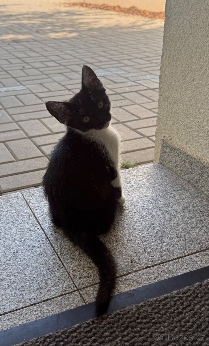 Koťátko kříženec Whiskas