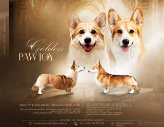Prodej štěňat Welsh Corgi Prembroke FCI