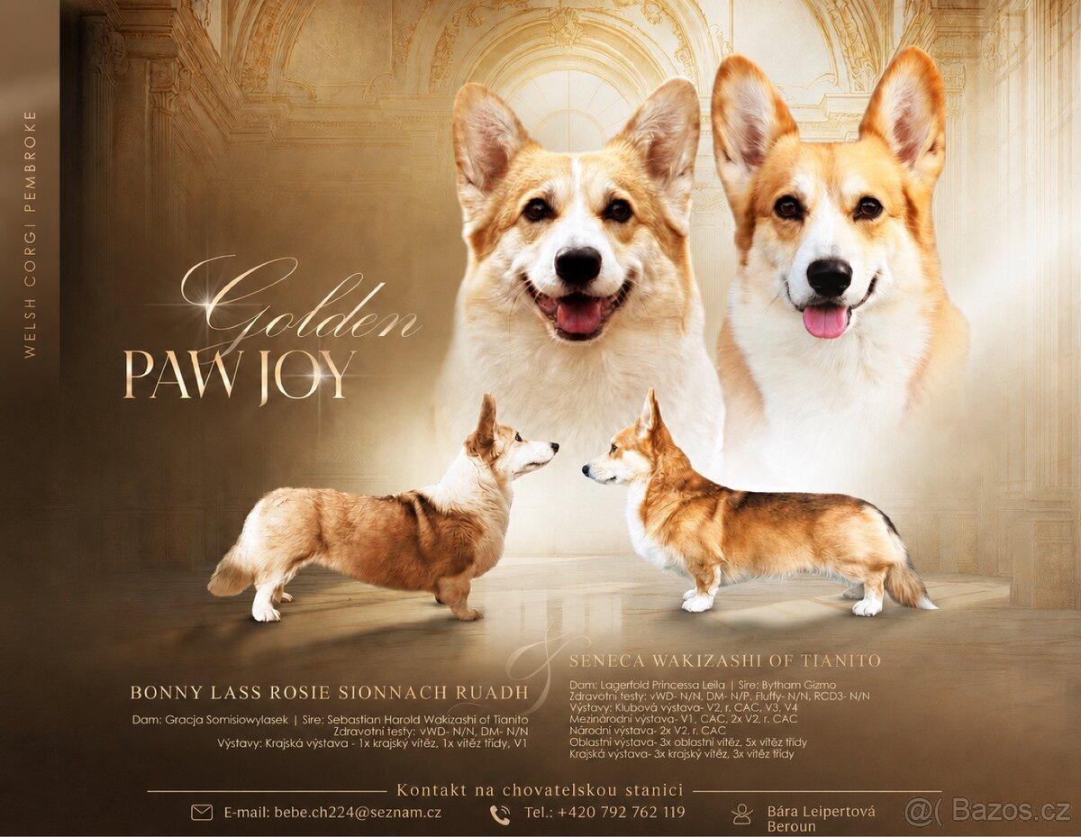 Prodej štěňat Welsh Corgi Prembroke FCI