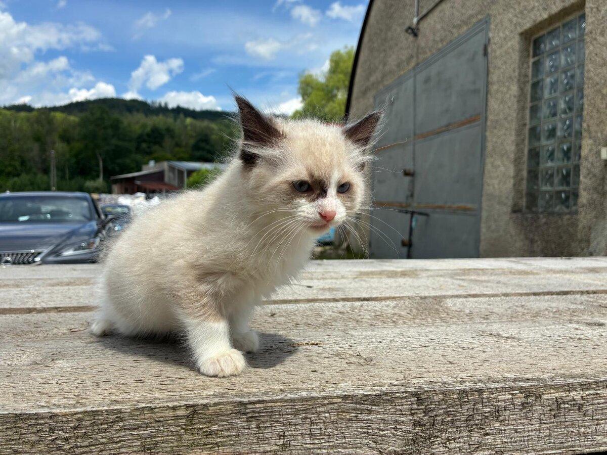 Ragdoll - koťátka
