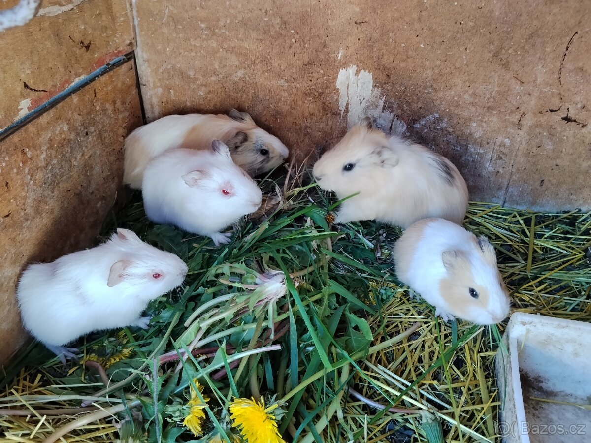 4 Samečci a 1 Samička