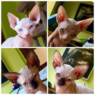 🐾 Koťátka Sphynx k závazné rezervaci 🐾