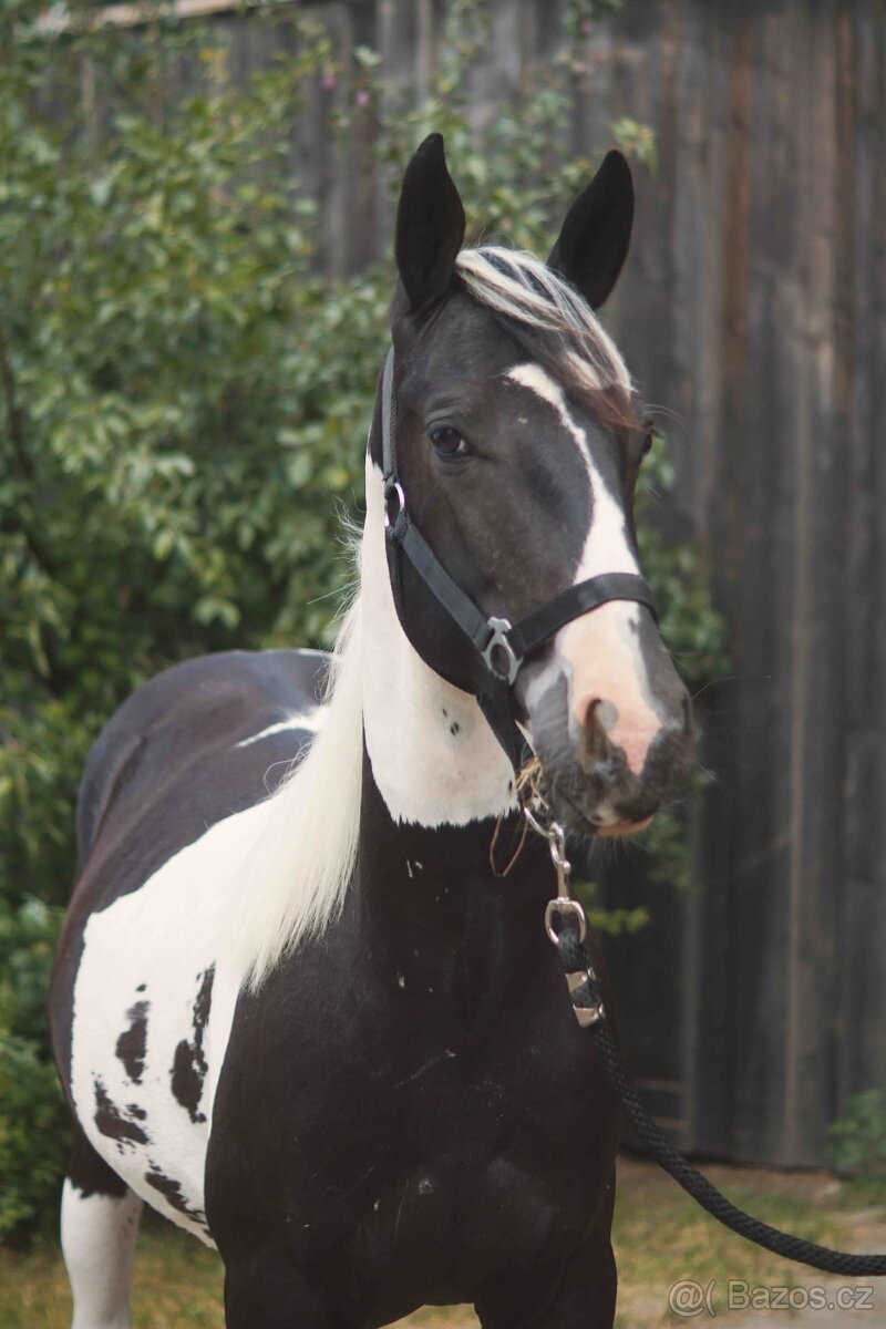 Mohutný roční valach American Painthorse