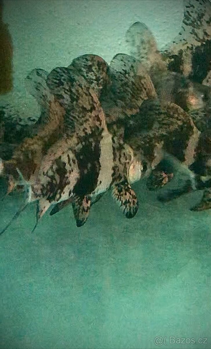 Řezatka čínská -myxocyprinus asiaticus