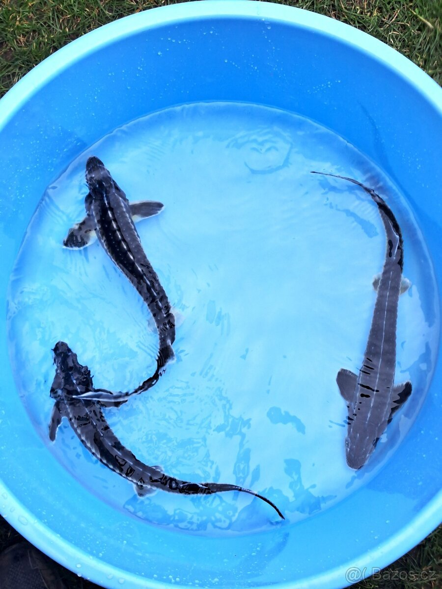 koi kapr, jeseter, karas, tamasaba
