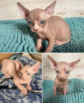 Kanadský sphynx bez PP