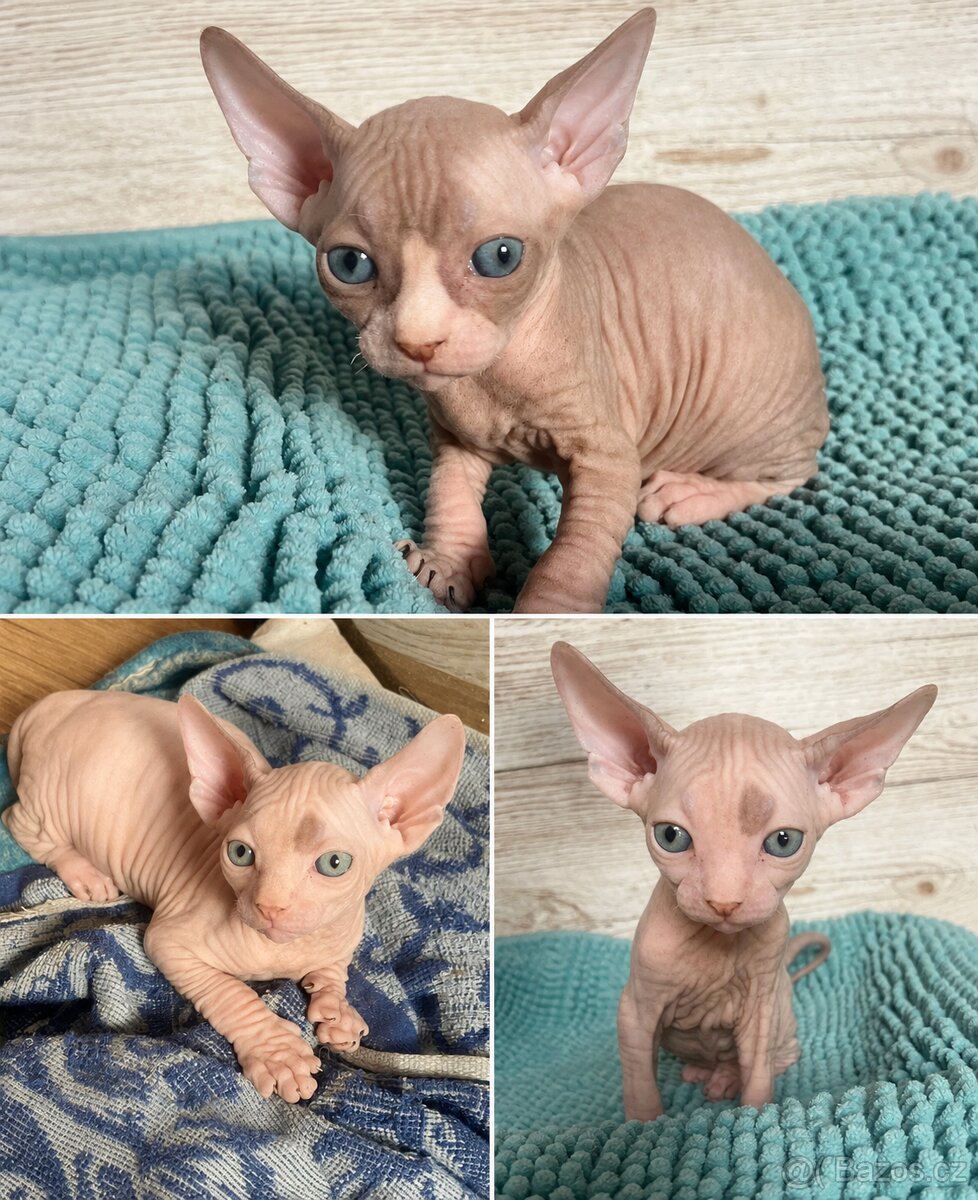 Kanadský sphynx bez PP