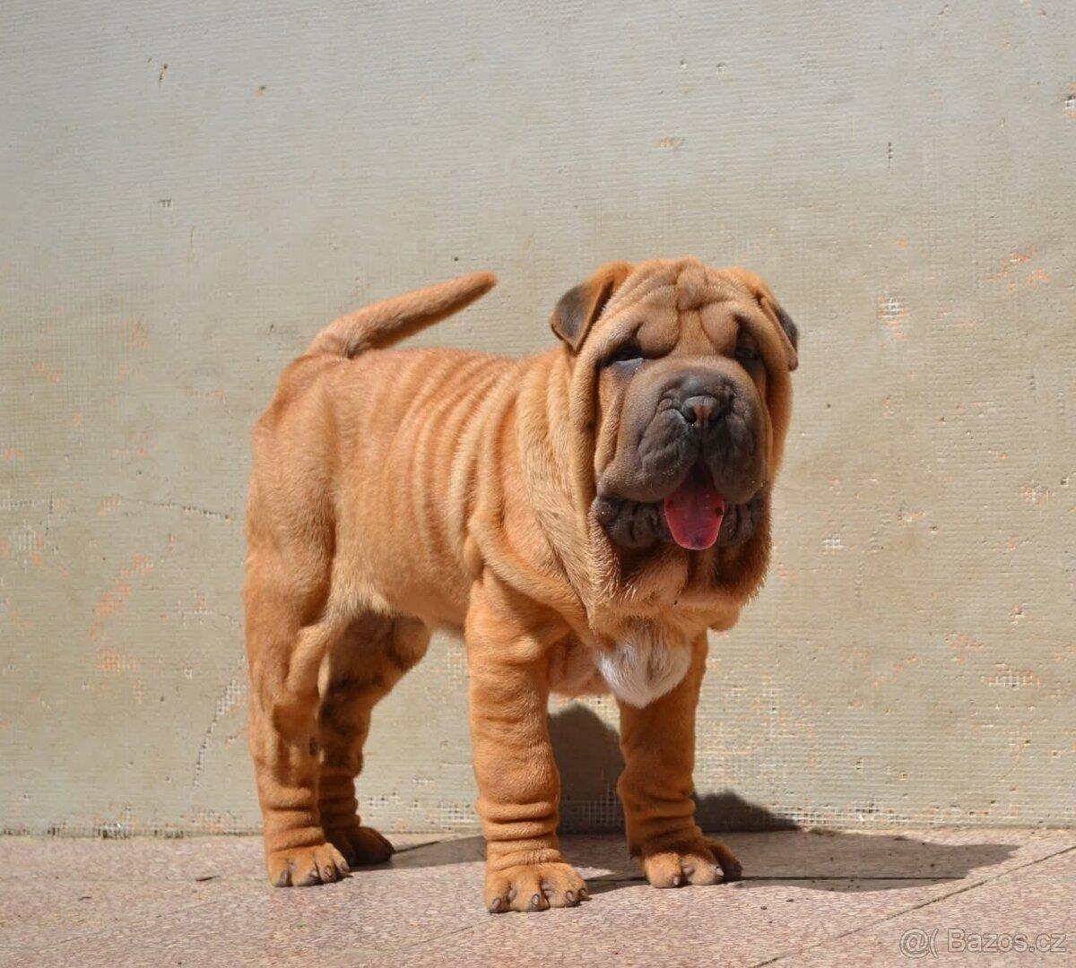 Crossbreed molosser