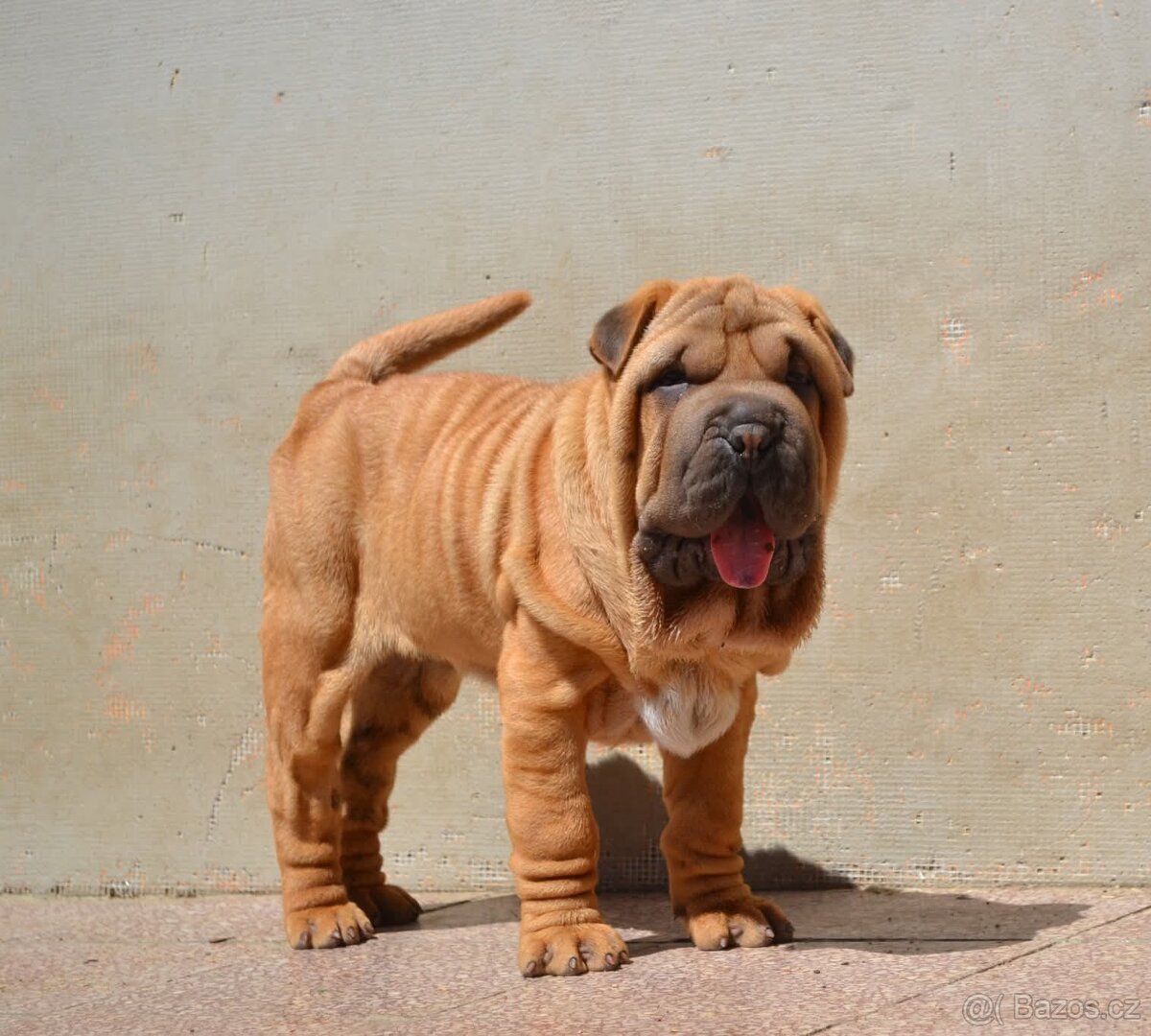 Crossbreed molosser