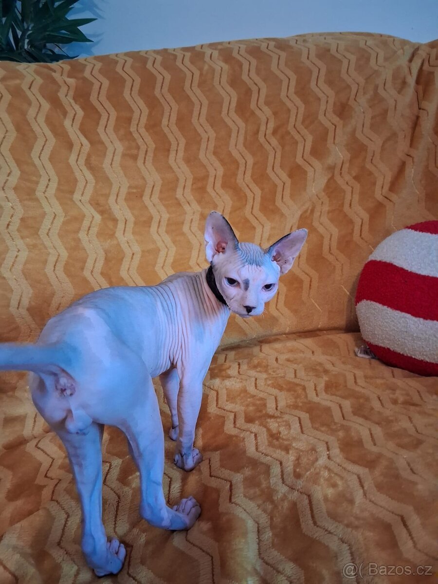 Kanadský Sphynx s PP
