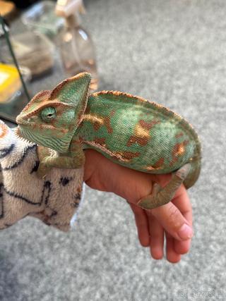 Chameleon jemenský