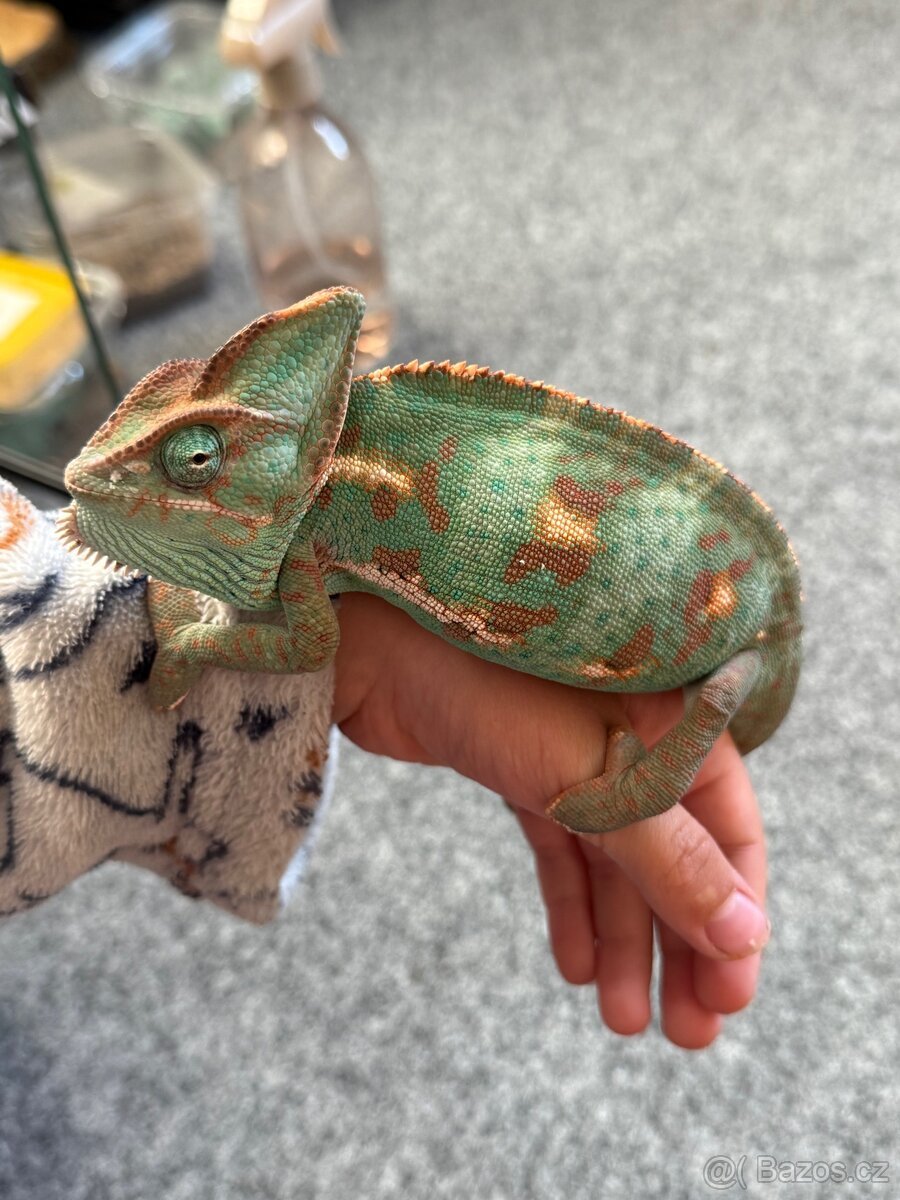 Chameleon jemenský