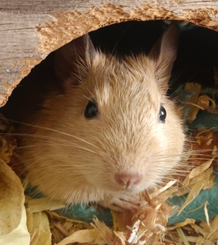 Osmak degu - kluci