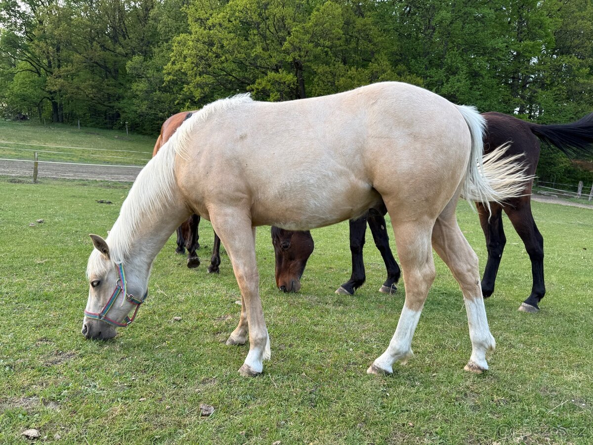 Roční QH palomino hřebeček