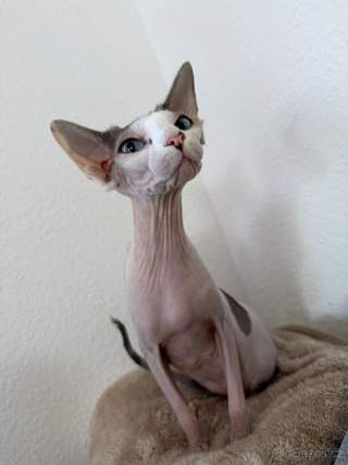 Sphynx kočička