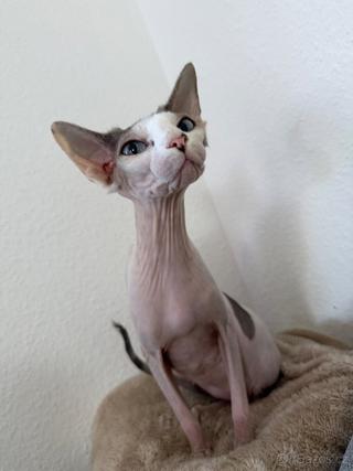 Sphynx kočička
