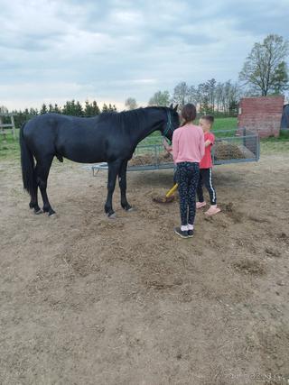Welsh part bred wpbr valach
