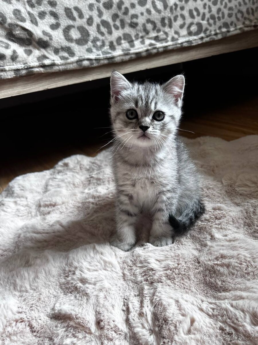 Koťata