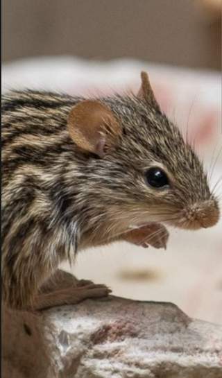 Myš zebrovana(lemniscomys barbarus)
