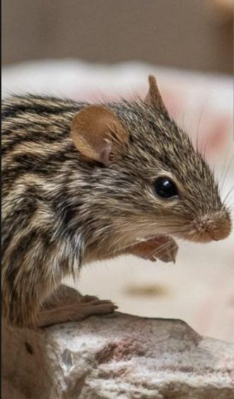 Myš zebrovana(lemniscomys barbarus)