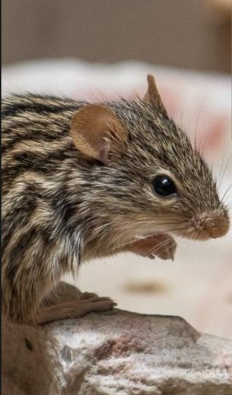 Myš zebrovana(lemniscomys barbarus)