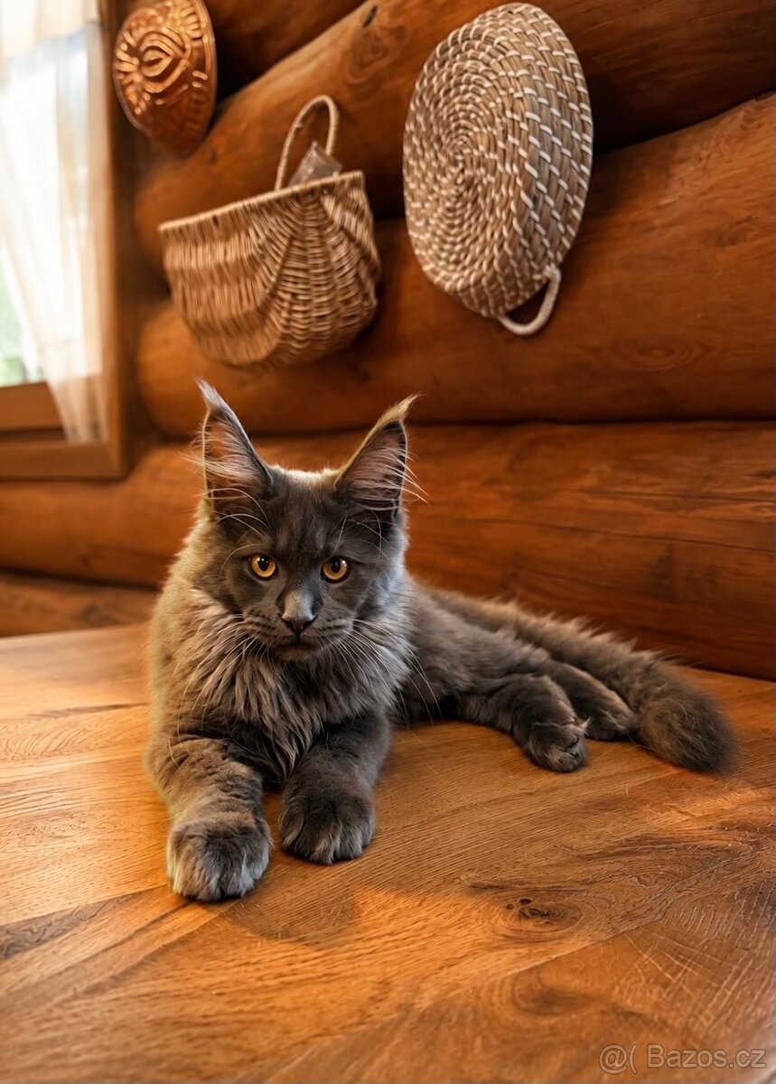 Mainská mývalí/Maine coon s PP