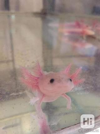 Axolotl mexický - leucistický