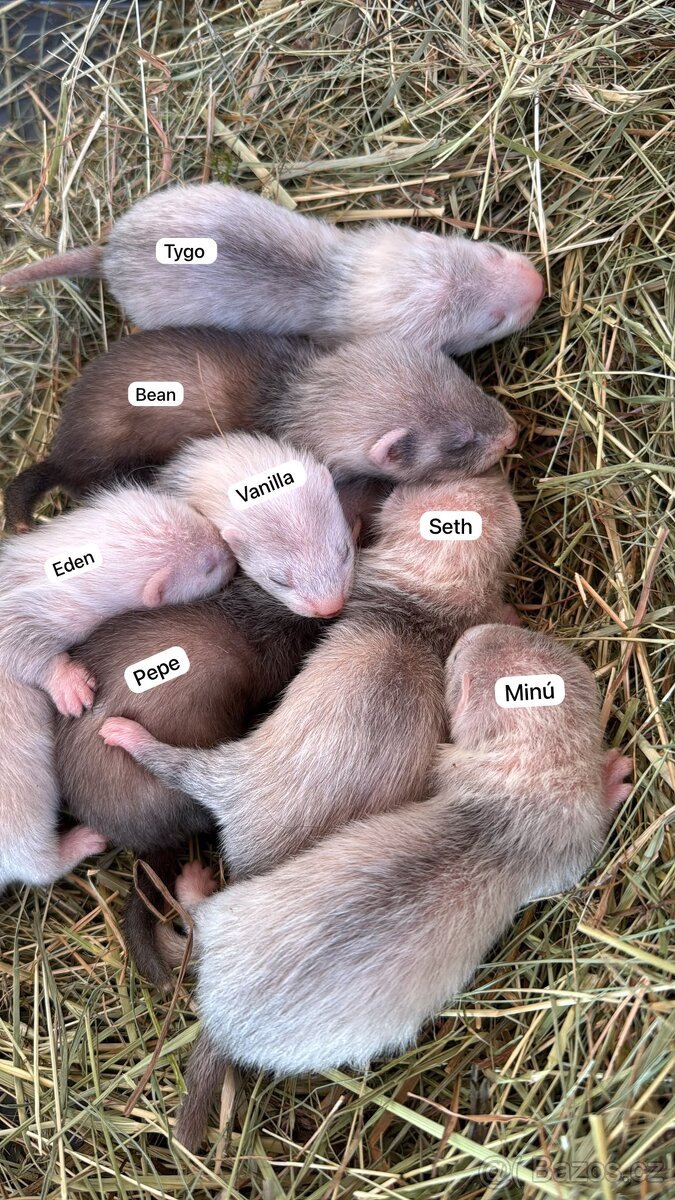 Prodám fretku, volně poslední 2 holky