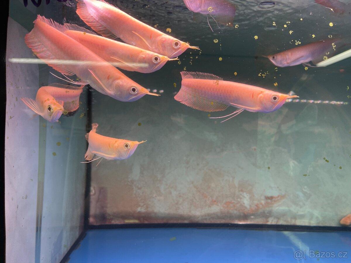Prodam Arowana , Aligator