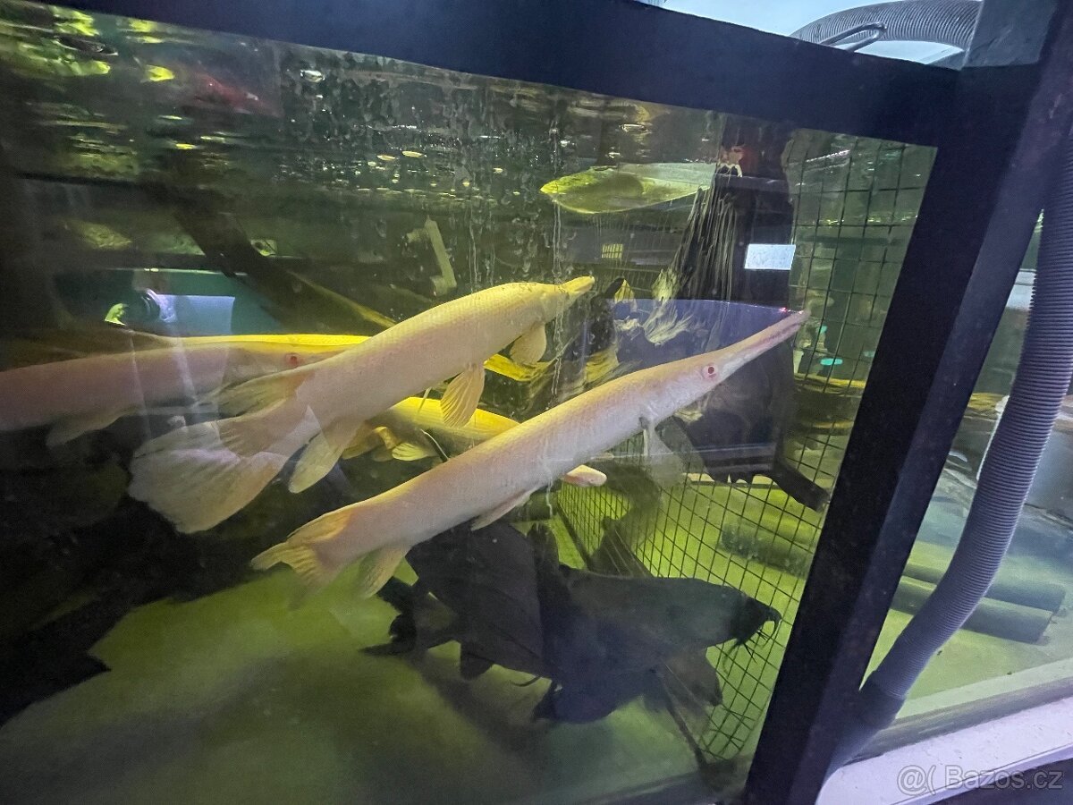 Aligator,Arowana, sumec, bichir