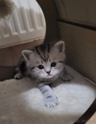 Britská koťátka WHISKAS
