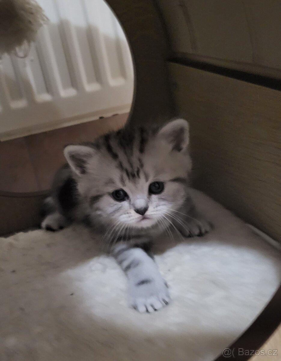 Britská koťátka WHISKAS